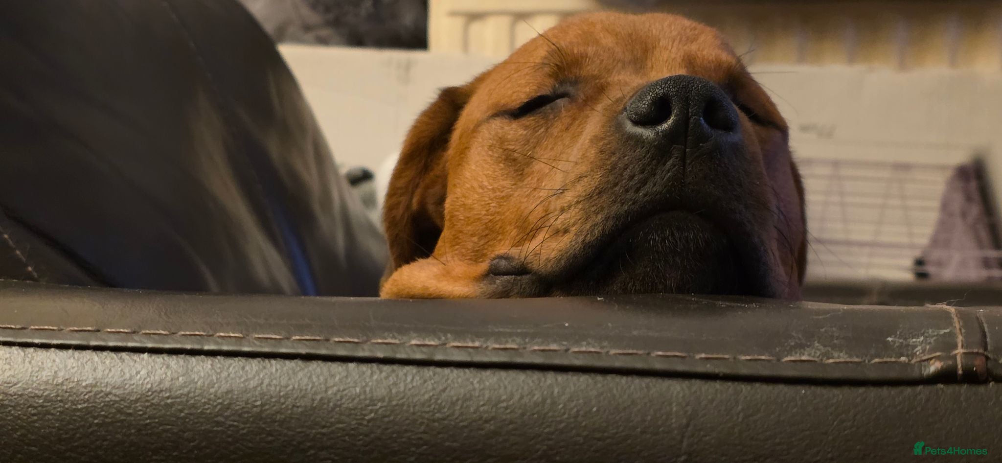 Mixed Breed dogs Staffy cross rottie - Advert 1