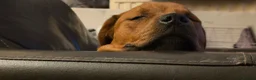 Mixed Breed dogs for sale: Staffy cross rottie - Advert 1