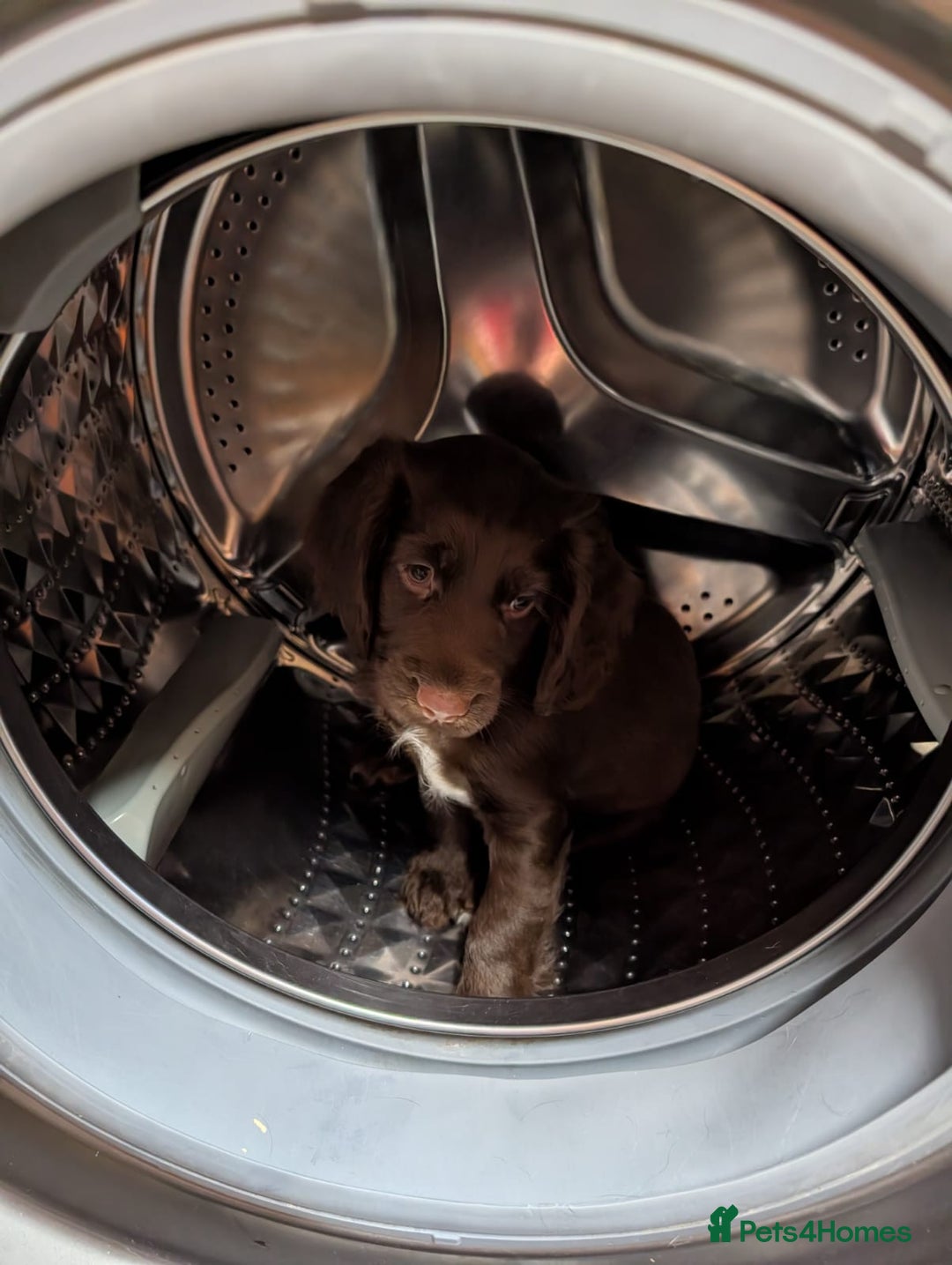 Cocker Spaniel dogs for sale: Last girl looking for forever home. - Image 7