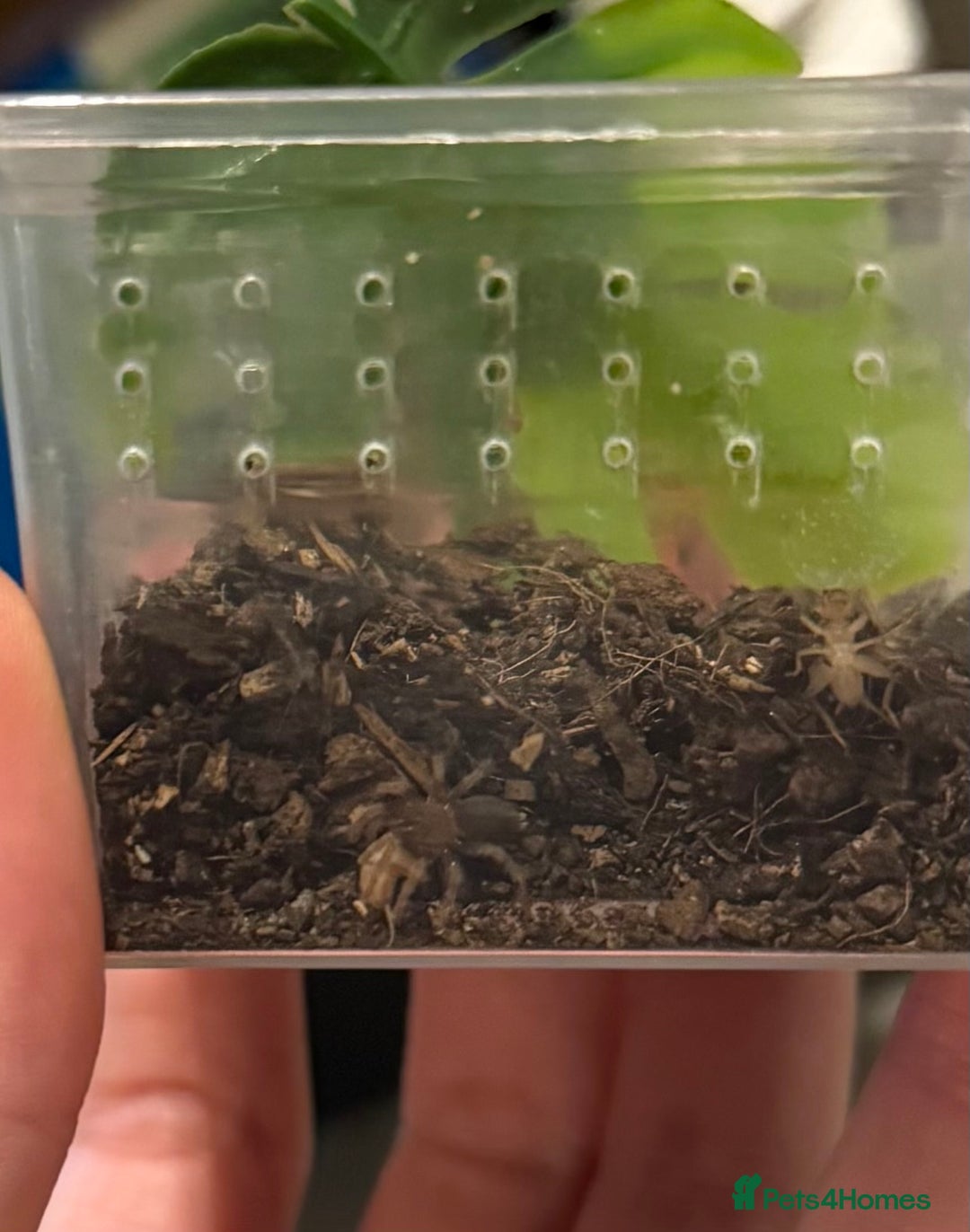 Tarantulas invertebrates for sale: Tarantula Spiderlings with starter home - Advert 3