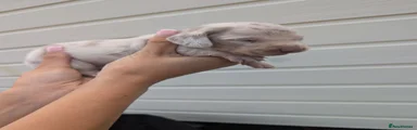 Roo