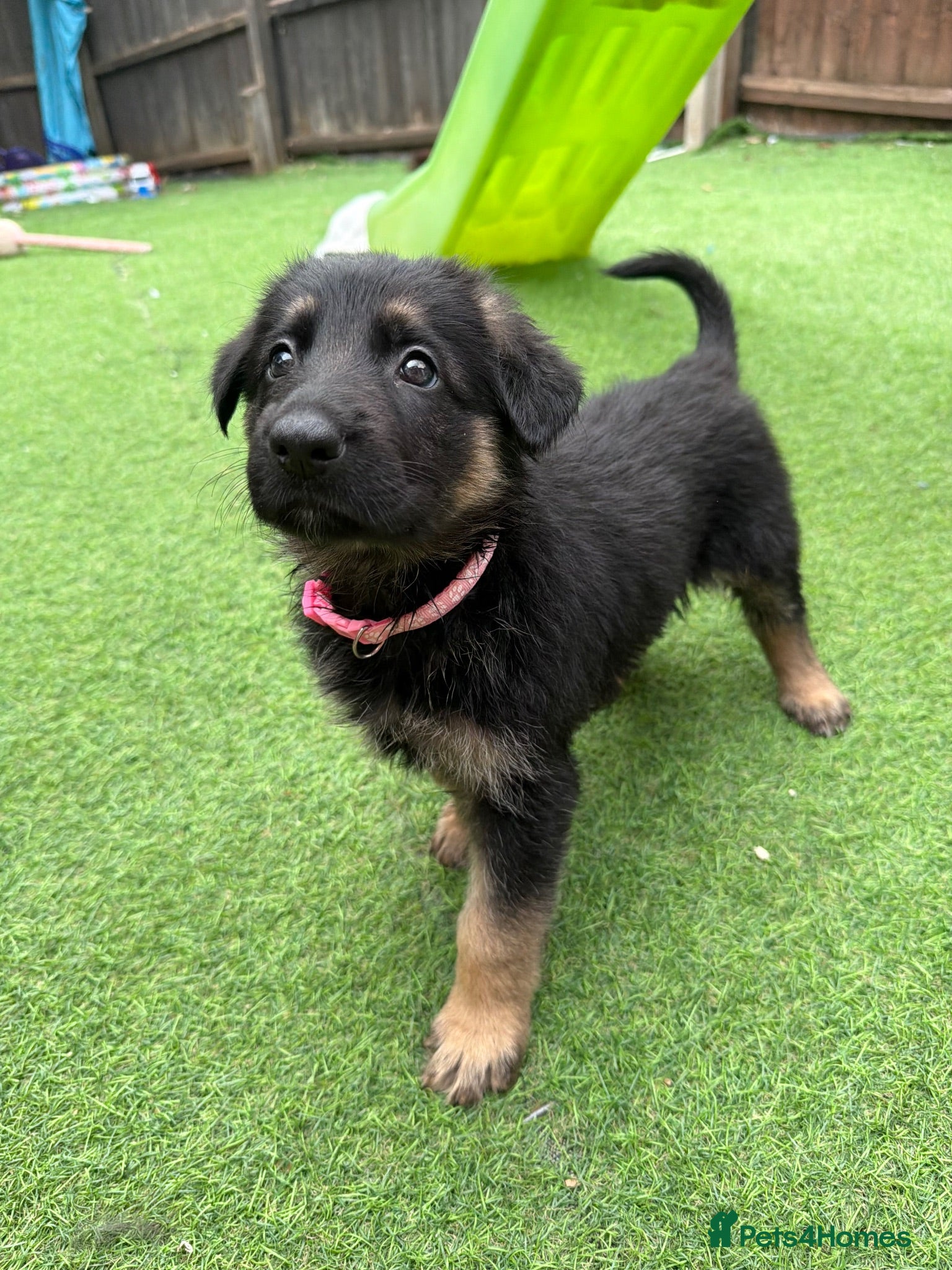 German Shepherd dogs 8 German Shepard puppies 4 black 4 Black and Tan  - Advert 1