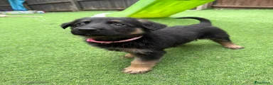 German Shepherd 4