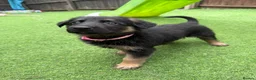 German Shepherd dogs for sale: 8 German Shepard puppies 4 black 4 Black and Tan  - Advert 3