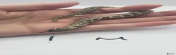 Snake reptiles for sale: Baby Western Hognoses mixed sex and morphs From - Advert 24
