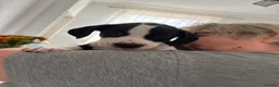 Mixed Breed dogs for sale: Staffie mix breed puppy’s for sale  in Coventry - Advert 6