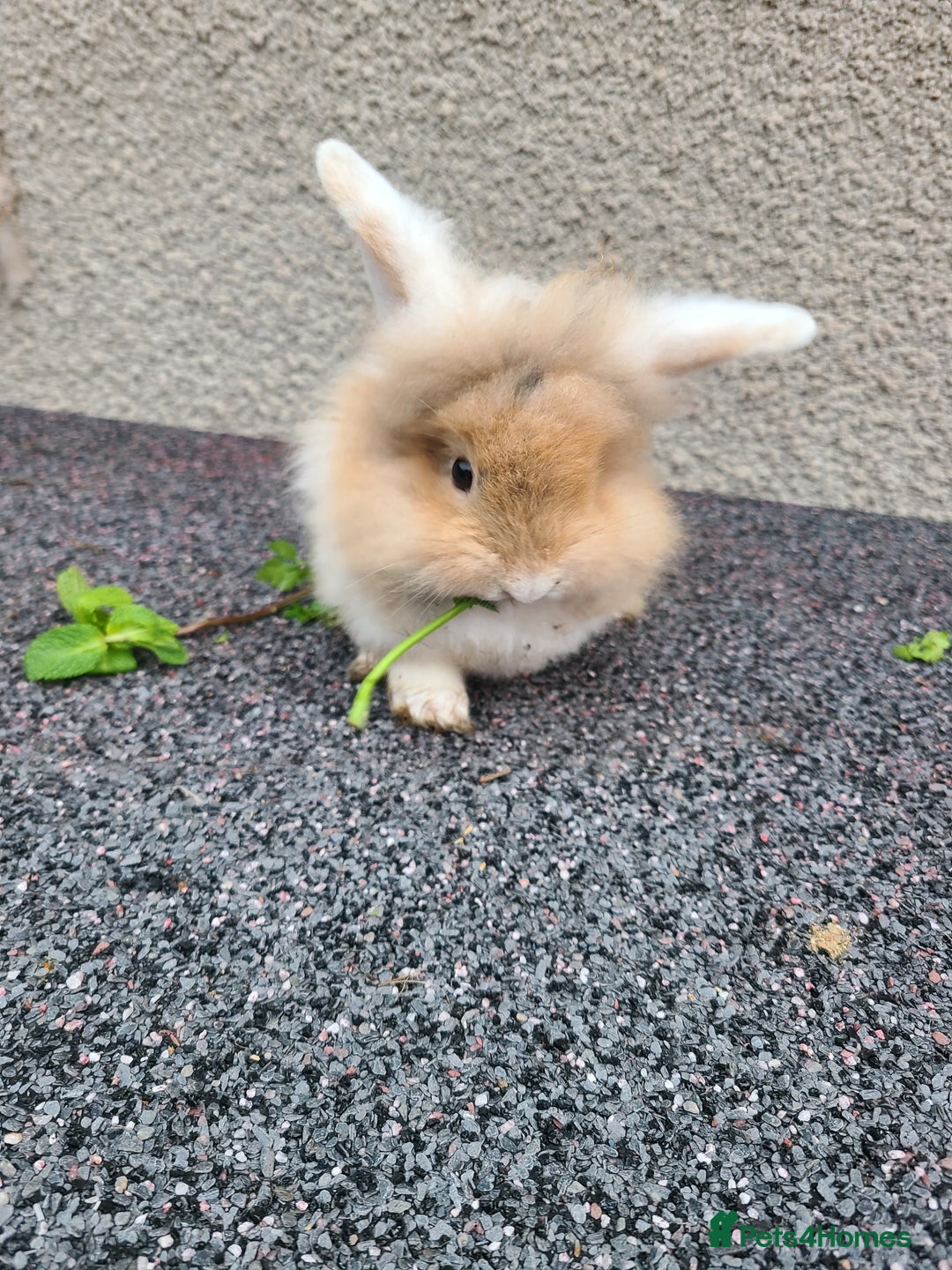Mini Lion Lop rabbits for sale: Baby rabbits ready now males left - Advert 8