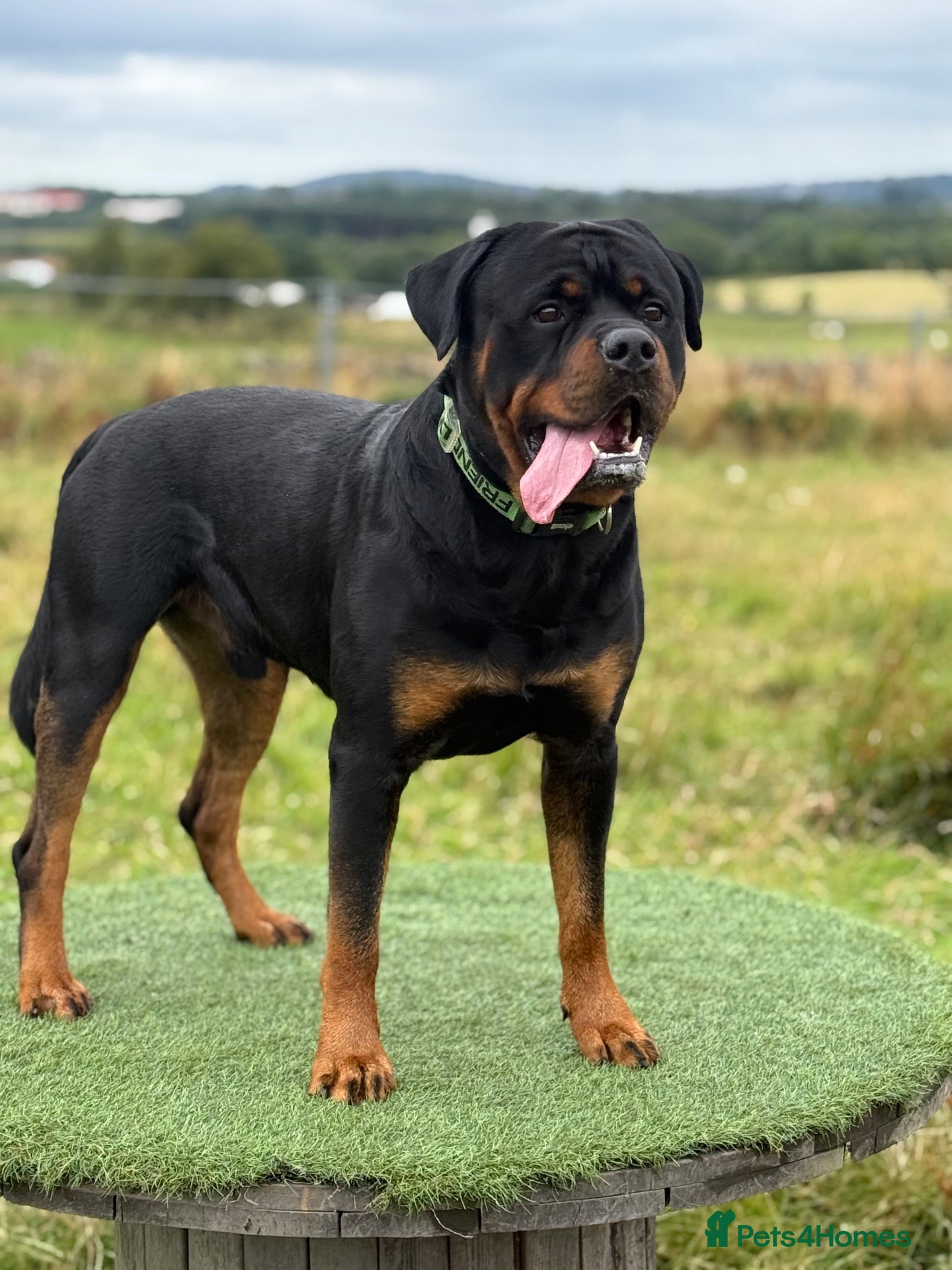 Rottweiler dogs Rottweiler For Stud - Advert 1
