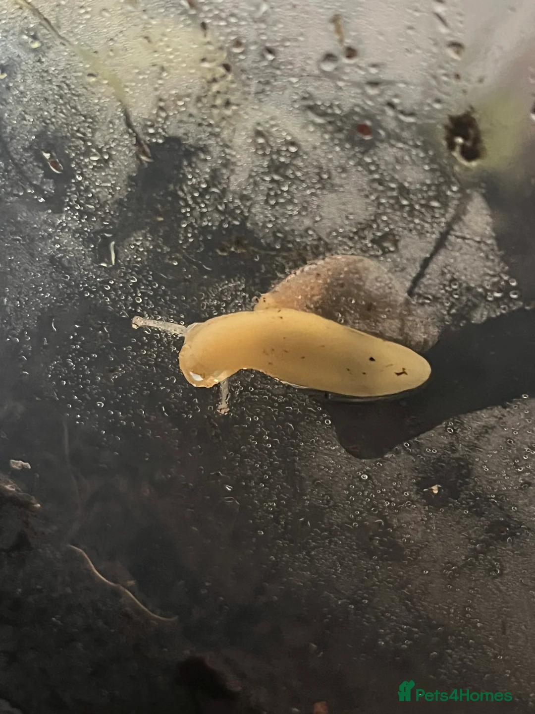 Snails invertebrates for sale: FREE ALBINO/WILD MORPH GALS BABIES - Advert 7