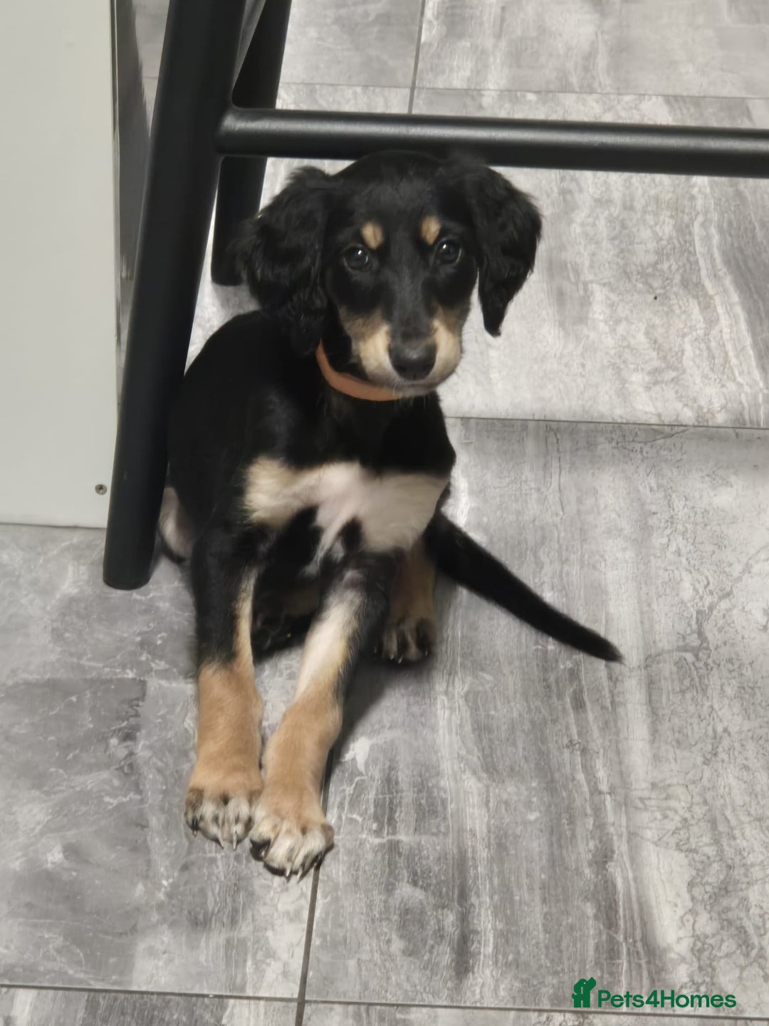 Saluki dogs for sale: Stunning Saluki puppies - Image 2