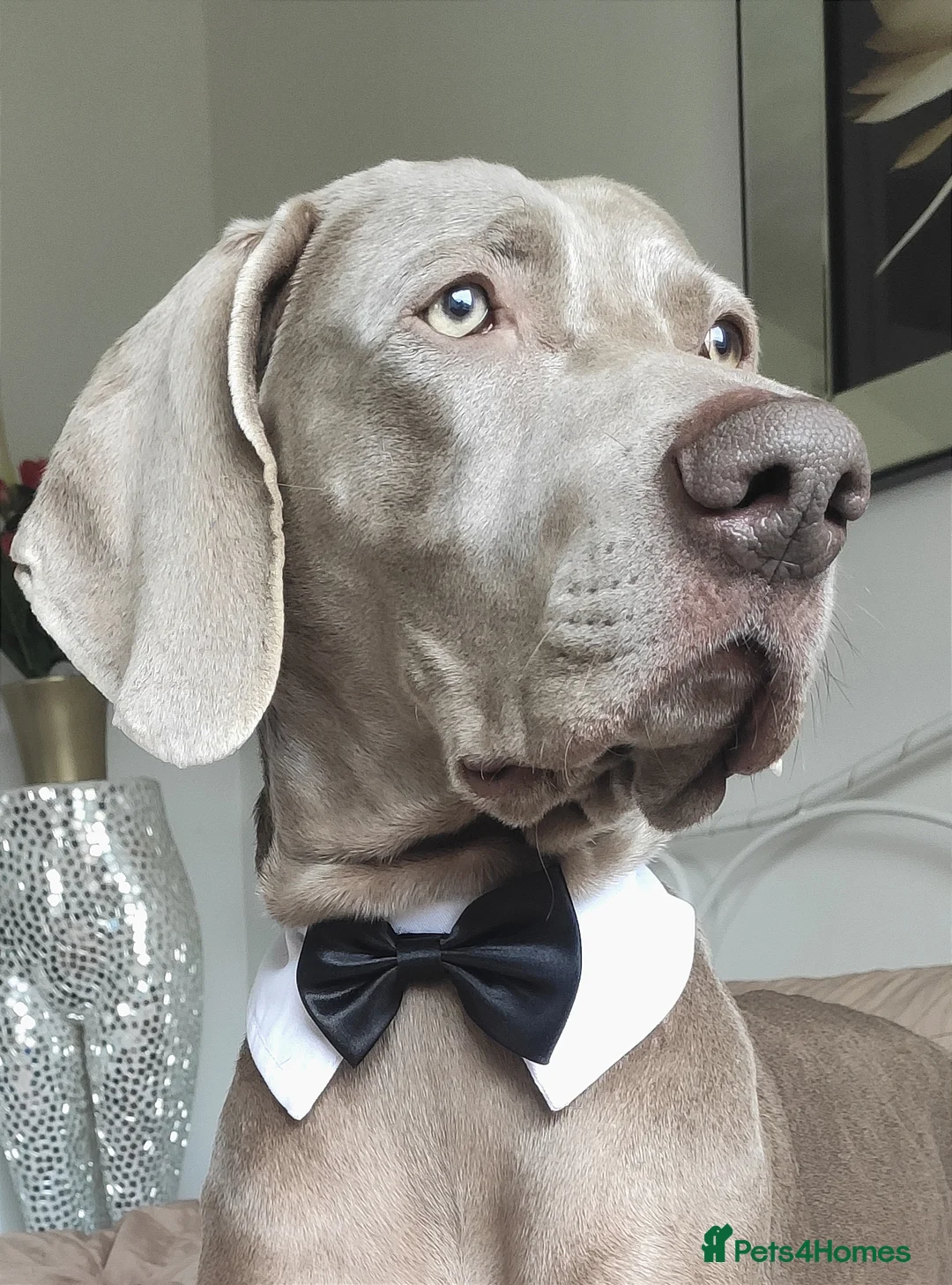 Weimaraner dogs for stud: 🌟Superb🌟Proven🌟Hip Scored🌟KC in Woodbridge - Advert 37