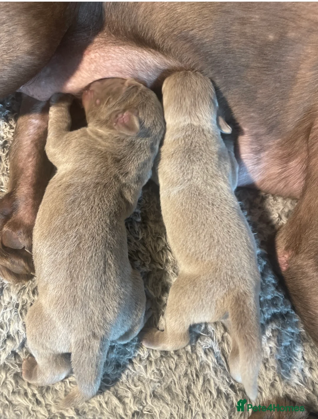 Labrador Retriever dogs for stud: Chocolate Carrying silver Labrador, Health Tested in Middlesbrough - Advert 8