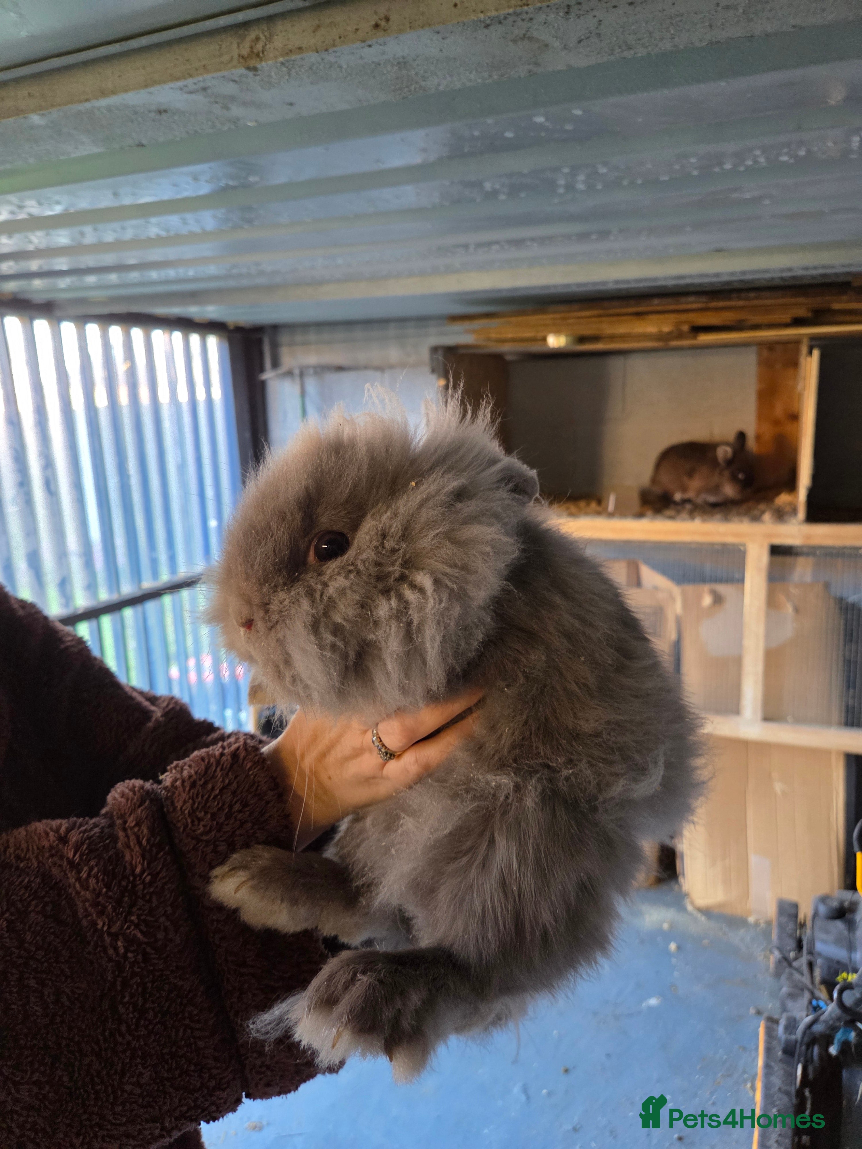 Mixed Breed rabbits Mini lop and lion head female rabbits - Advert 1