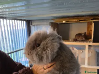 Mixed Breed rabbits Mini lop and lion head female rabbits - Advert 1