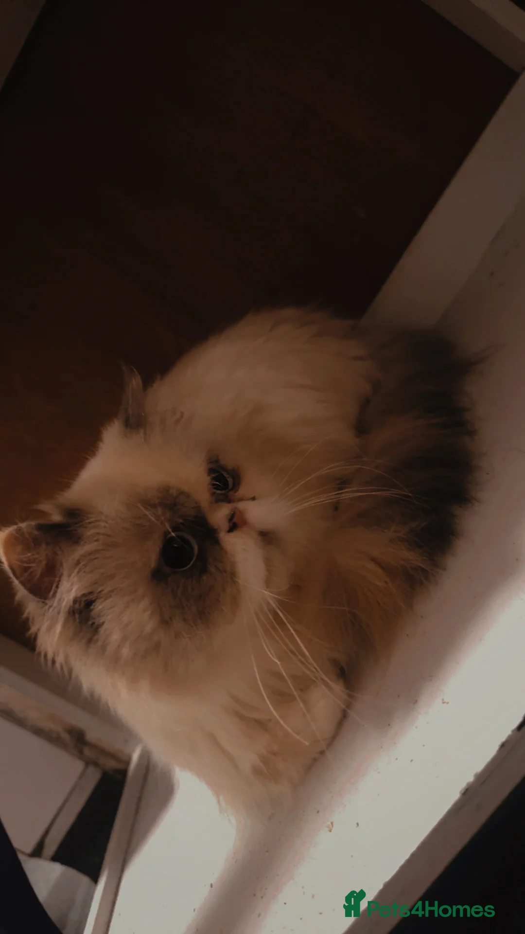 Persian cats for sale: Persian female  - Advert 3