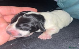 Cockalier dogs for sale: ‼️‼️Best ** grift ever‼️‼️ - Image 7