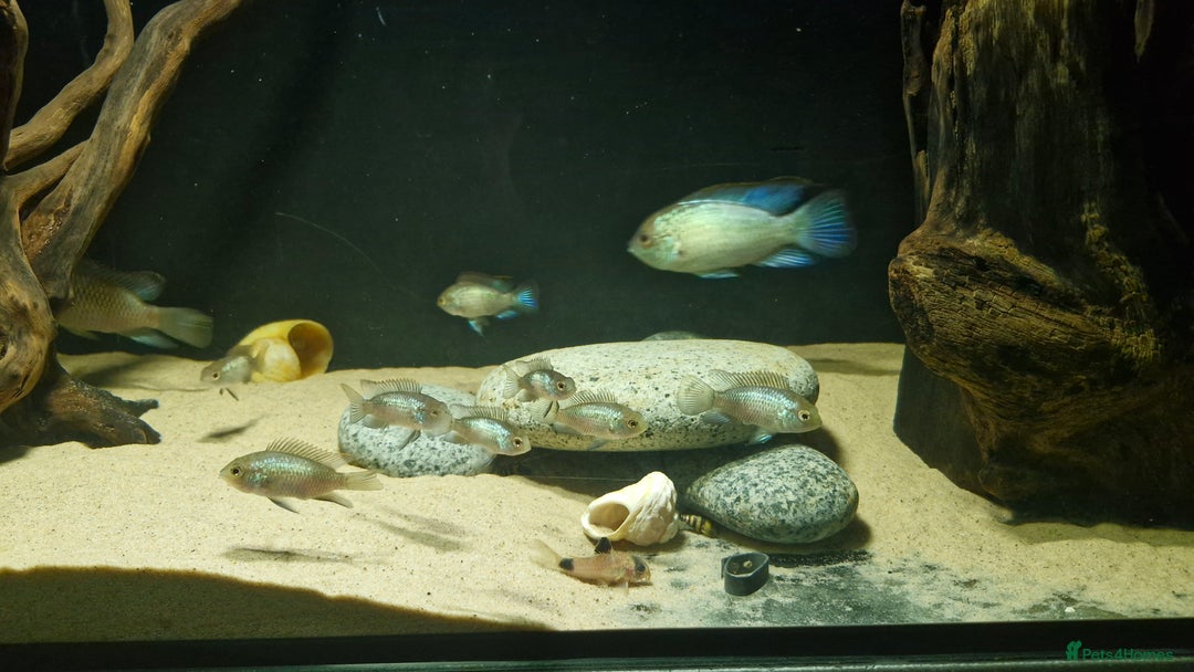 Cichlids fish for sale: Electric Blue Acara for sale - Advert 9