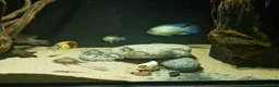 Cichlids fish for sale: Electric Blue Acara for sale - Advert 9