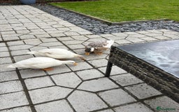 Ducks poultry for sale: Call ducks - Advert 3