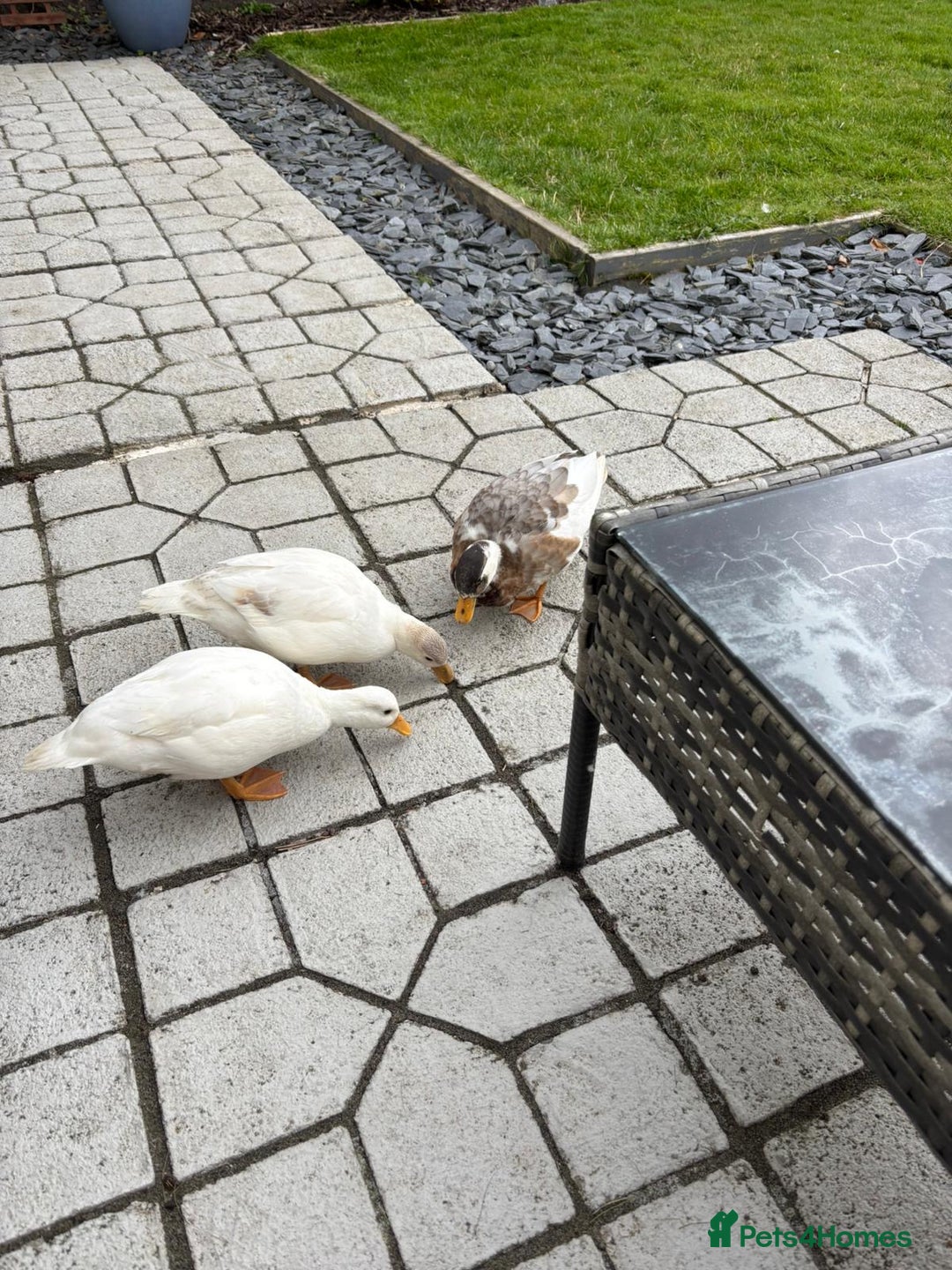 Ducks poultry for sale: Call ducks - Advert 3