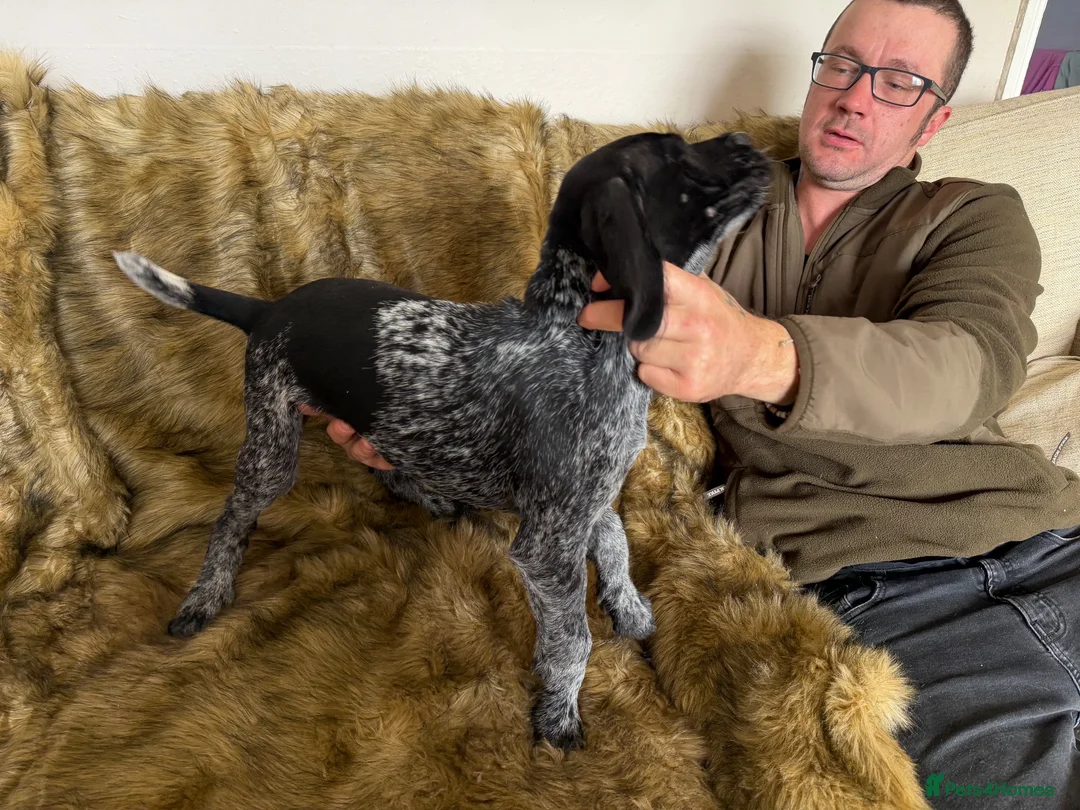 Mixed Breed dogs for sale: Male German pointers  in Towcester - Advert 2
