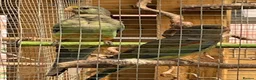Parakeets birds for sale: Stunning baby Mulga’s (Many Coloured Parrot - Advert 3