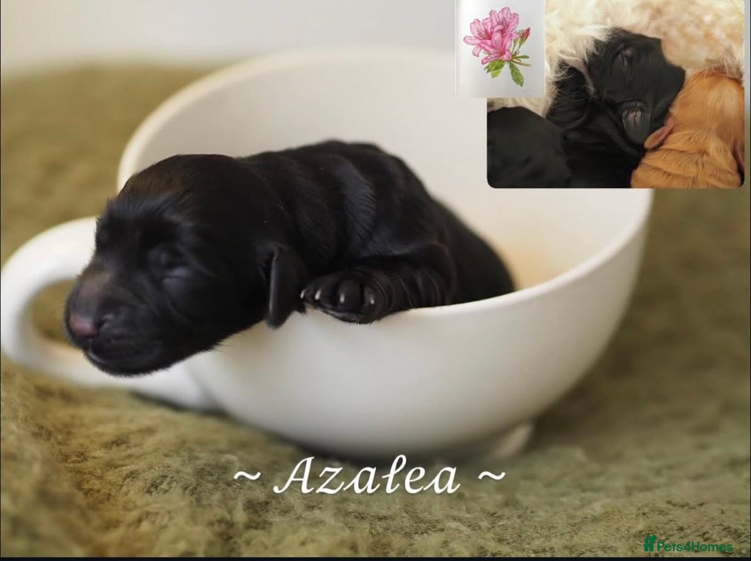 Australian Labradoodle dogs for sale: 5 Australian Labradoodle girls - Advert 12