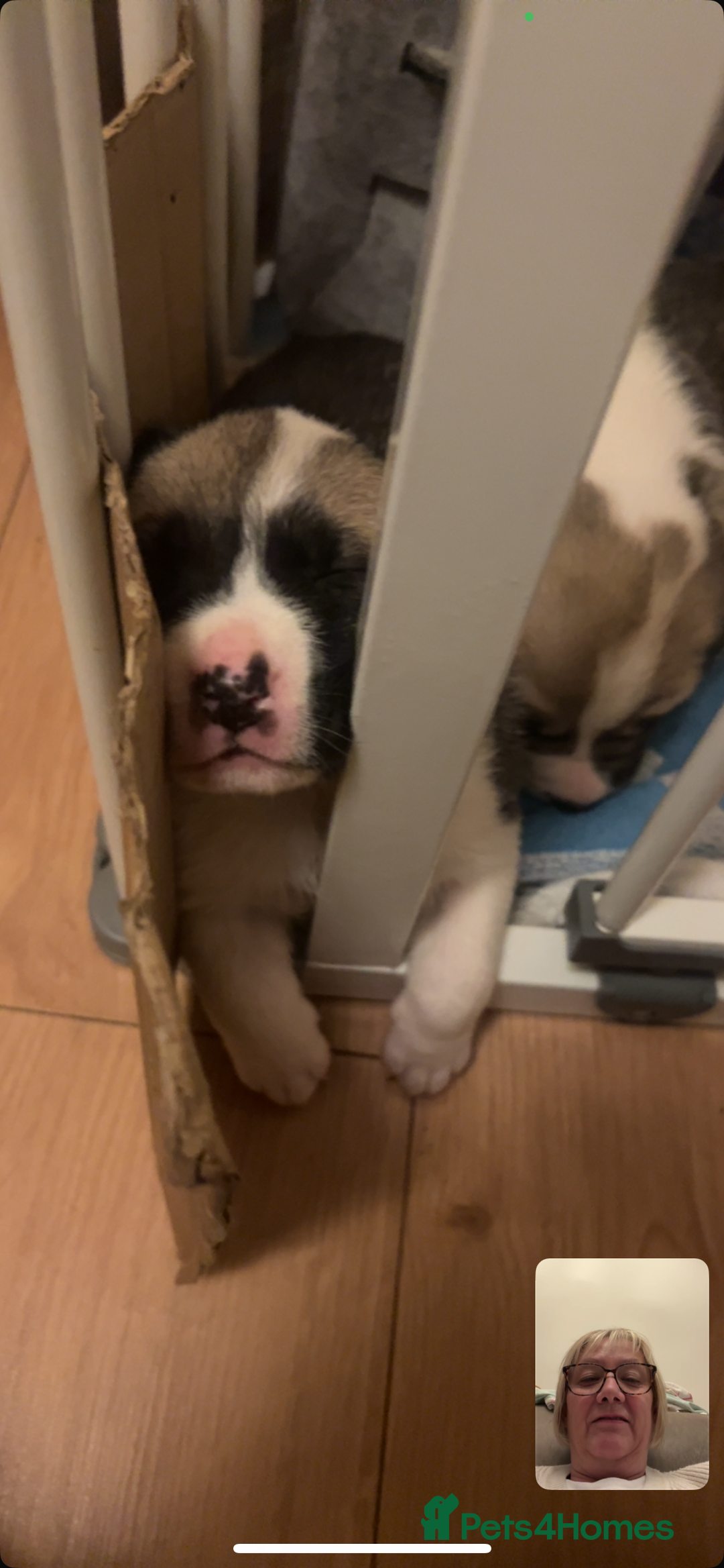 Mixed Breed dogs for sale: American bulldog x bullmastiff puppies - Image 7