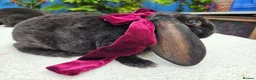 Rex rabbits for sale: Luxury Velveteen Lops  - Advert 15