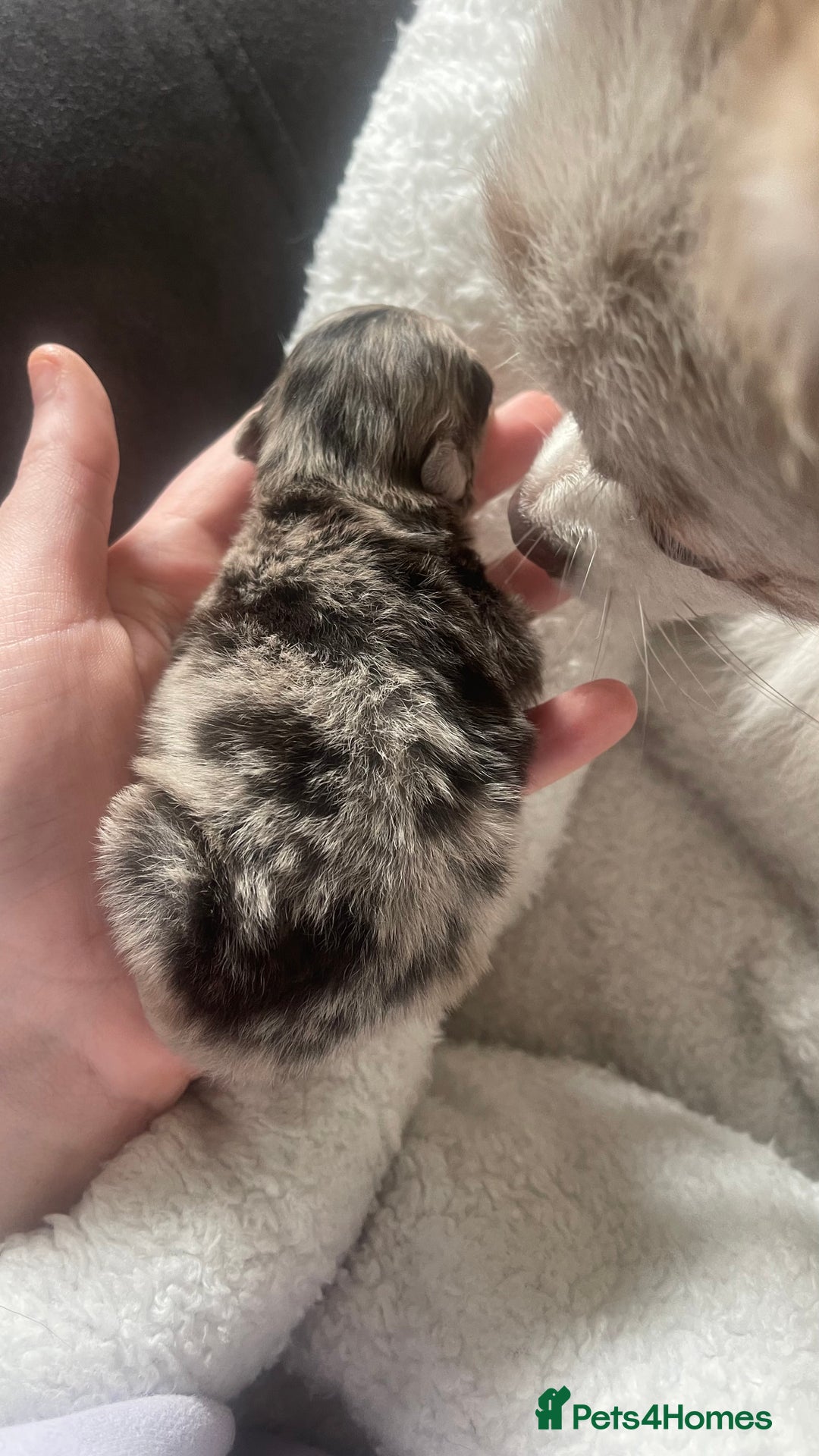 Pomeranian dogs for sale: 100% Pomeranian, DNA & HEALTH TESTED🧬 - Advert 3