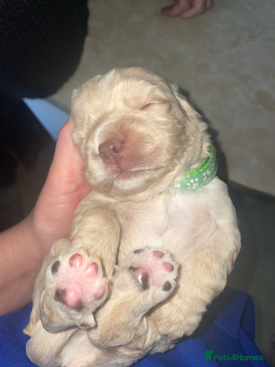 Cocker Spaniel dogs for sale: Cockerspaniel puppies x3 left  - Image 9