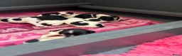 Sprocker dogs for sale: Sprocker Puppies with Exceptional working lines - Advert 6