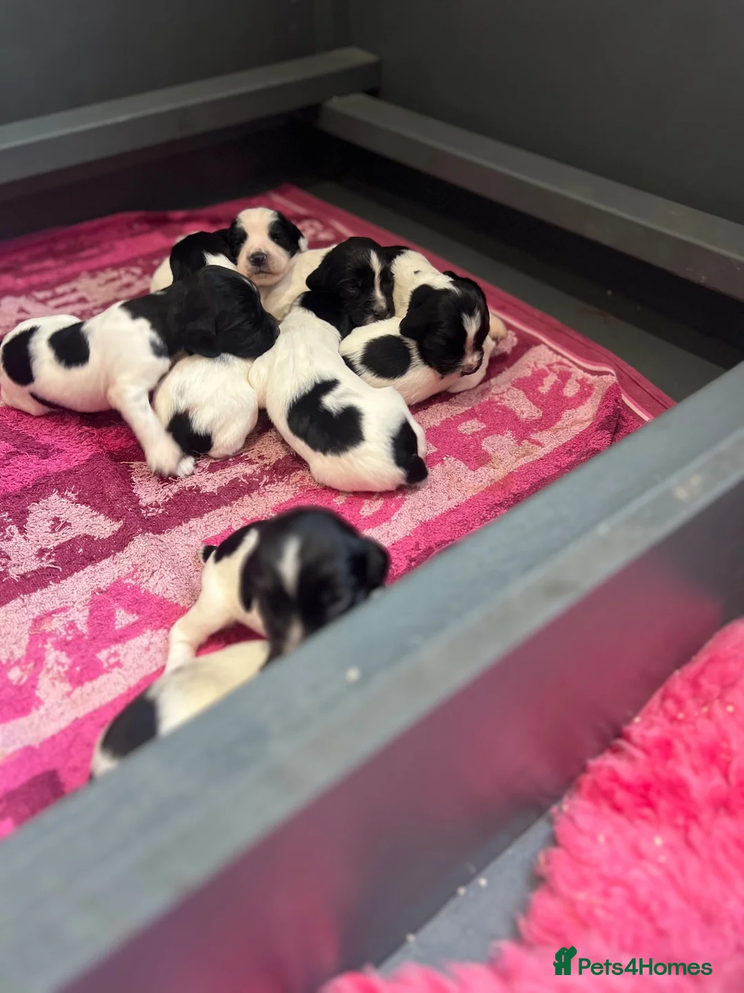Sprocker dogs for sale: Sprocker Puppies with Exceptional working lines - Advert 6