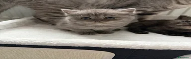 British Shorthair Kitten 2