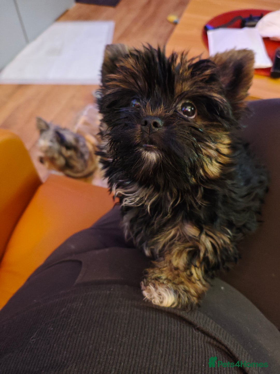 Yorkshire Terrier dogs for sale: wonderful Yorkshire girl - Advert 5
