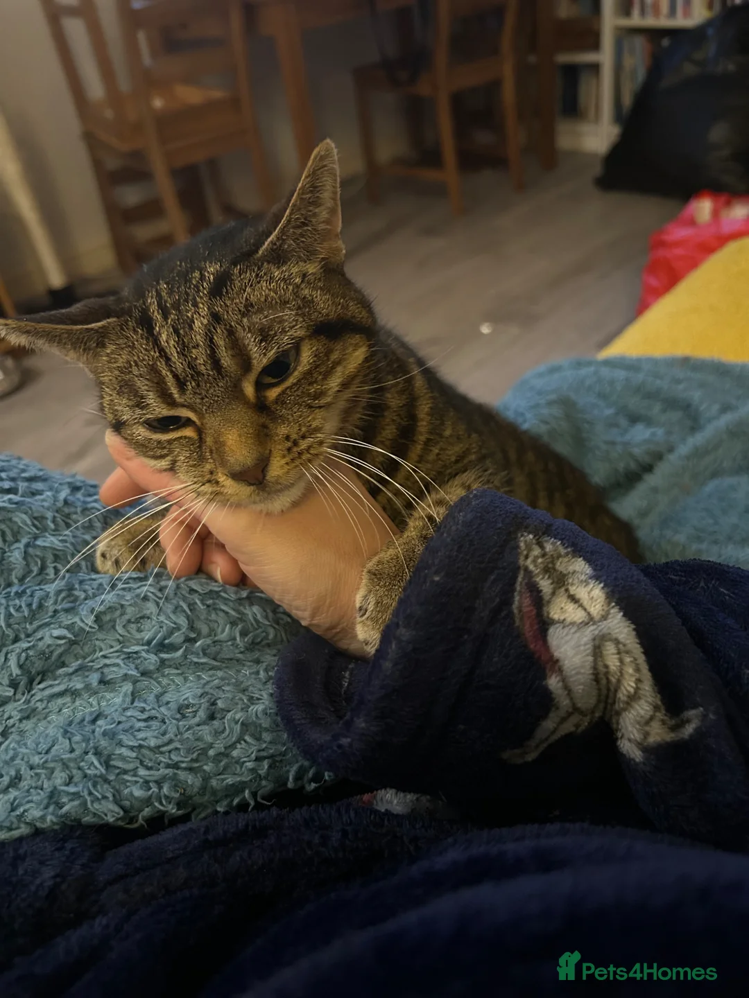 British Shorthair cats for sale: Beautiful tabby cat  - Advert 2