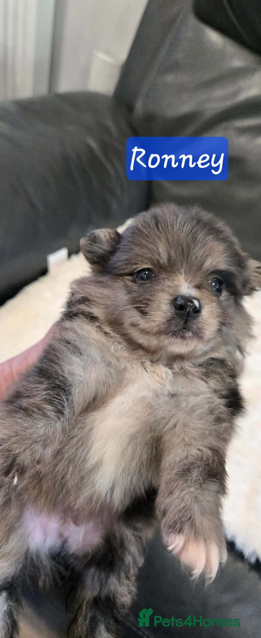 Pomeranian dogs for sale: Gorgeous pomeranian pups - Advert 1