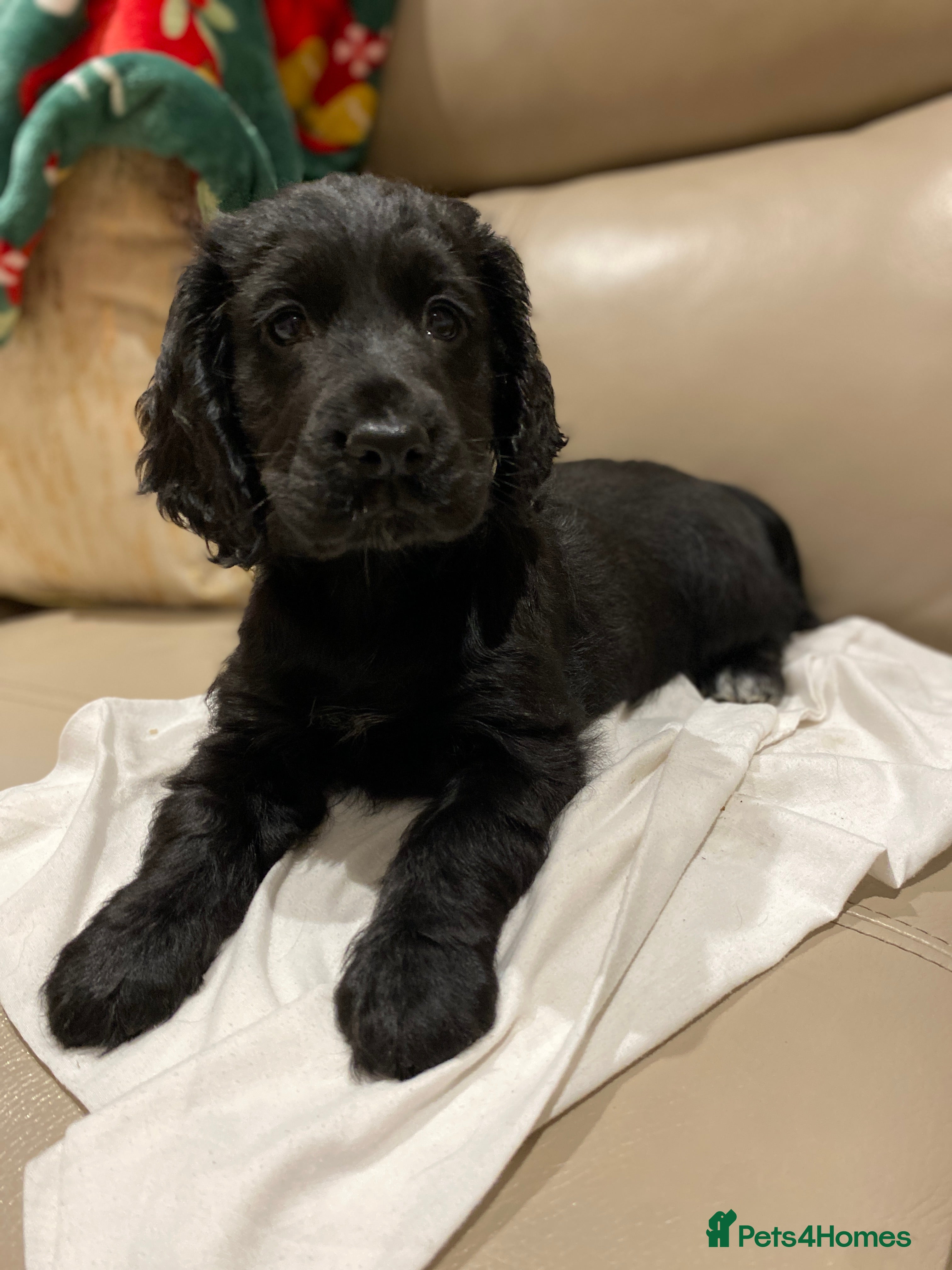 Cocker Spaniel dogs Show type cocker spaniels  - Advert 2