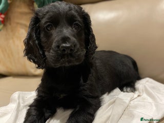 Cocker Spaniel dogs Show type cocker spaniels - Advert 2