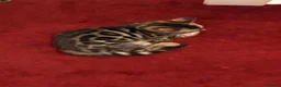 Bengal cats for sale: Baby kitten bengal in Cambridge - Advert 2