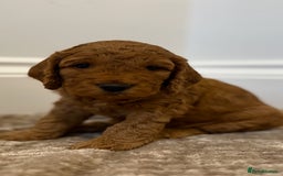 Cockapoo dogs for sale: 2 Red/Brown cockapoo puppies  - Image 2