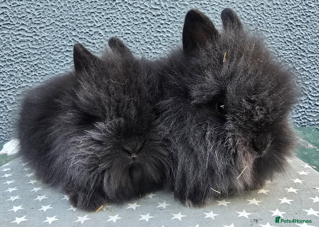 Lionhead rabbits for sale: Gorgeous Purebred Lionheads available  - Advert 2