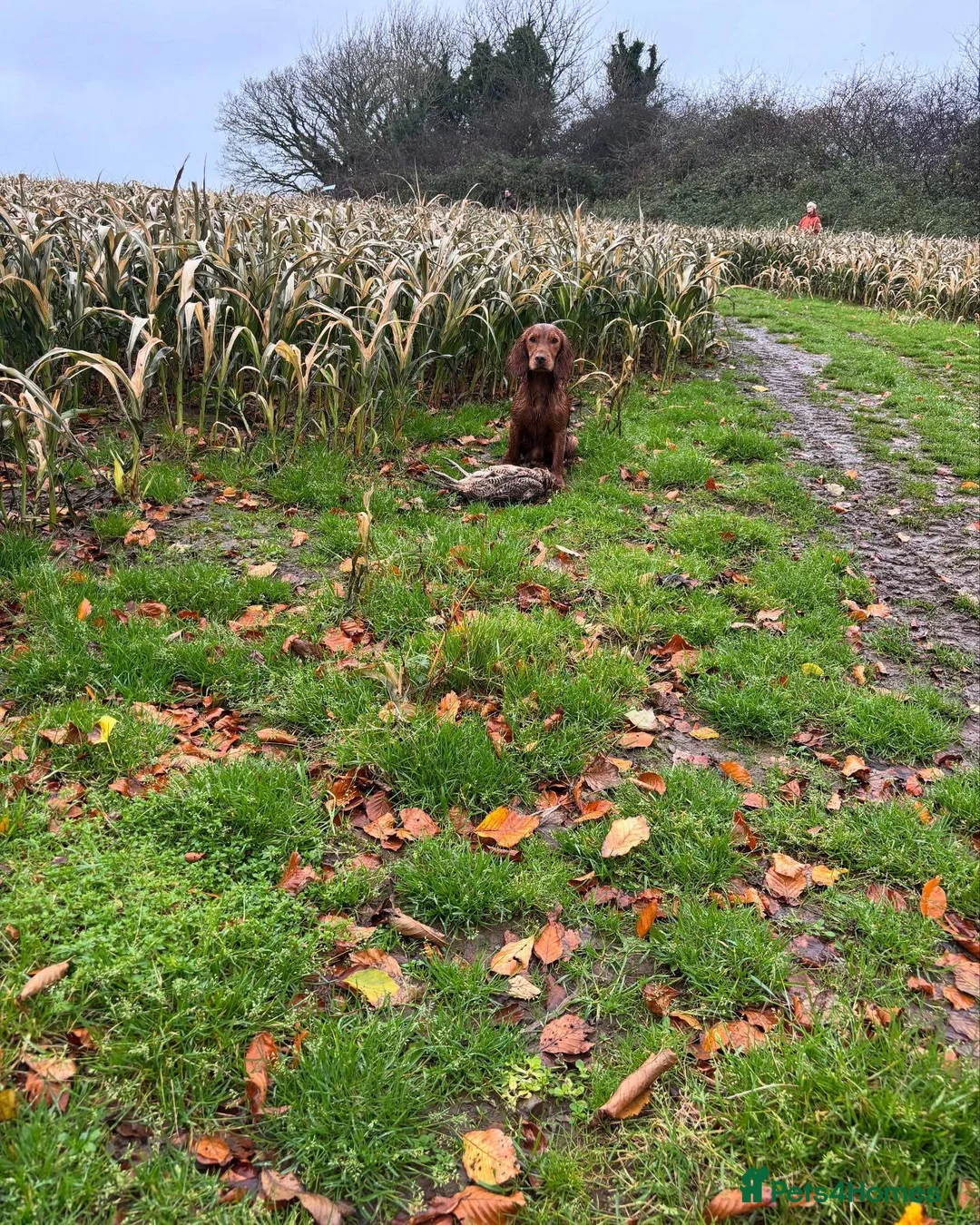 Cocker Spaniel dogs for stud: Beautiful KC red working Cocker spaniel  - Advert 3