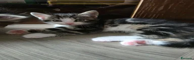 Siberian 4