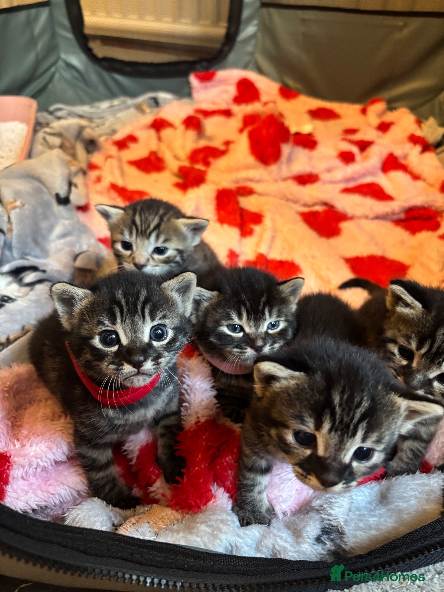 Bengal cats Bengal Cross Kittens - Advert 14
