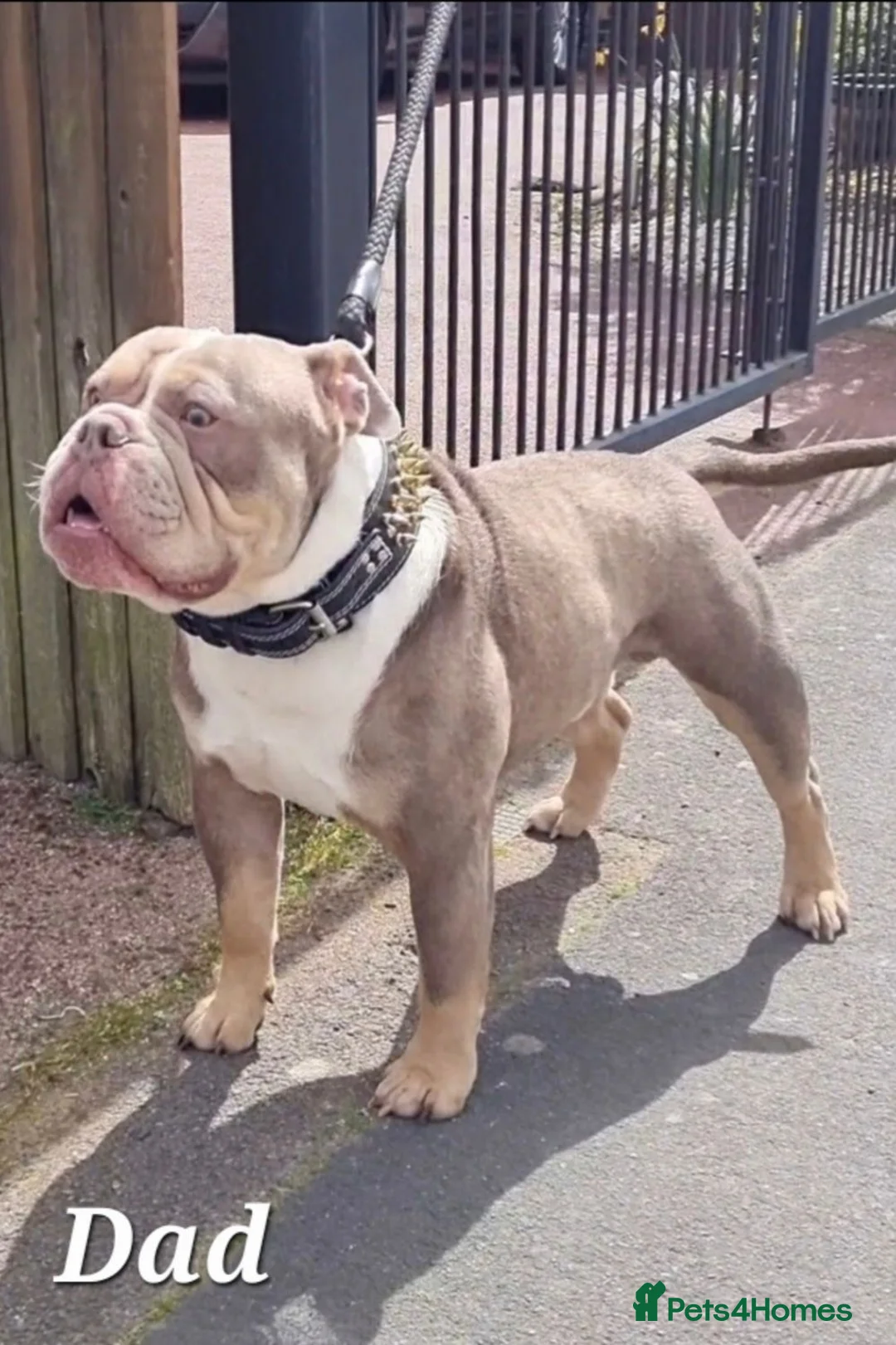 Olde English Bulldogge dogs for sale: Olde English Bulldogges. Blue merles and tri's  - Advert 2