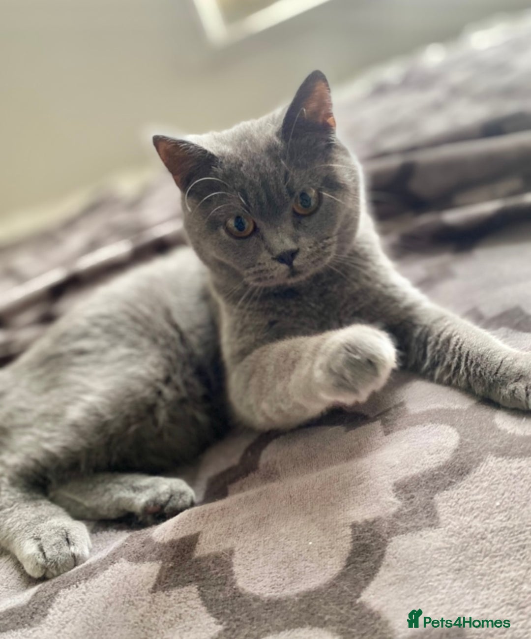British Shorthair cats for sale: Pure Grey British Shorthair Female 🩶 - Image 2