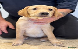 Labrador Retriever dogs for sale: 🩷Two Girls🩷 Fully Vaccinated-KC Labrador Puppies in Launceston - Image 3