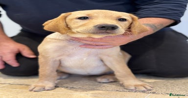 Labrador Retriever dogs in Launceston - Advert 2