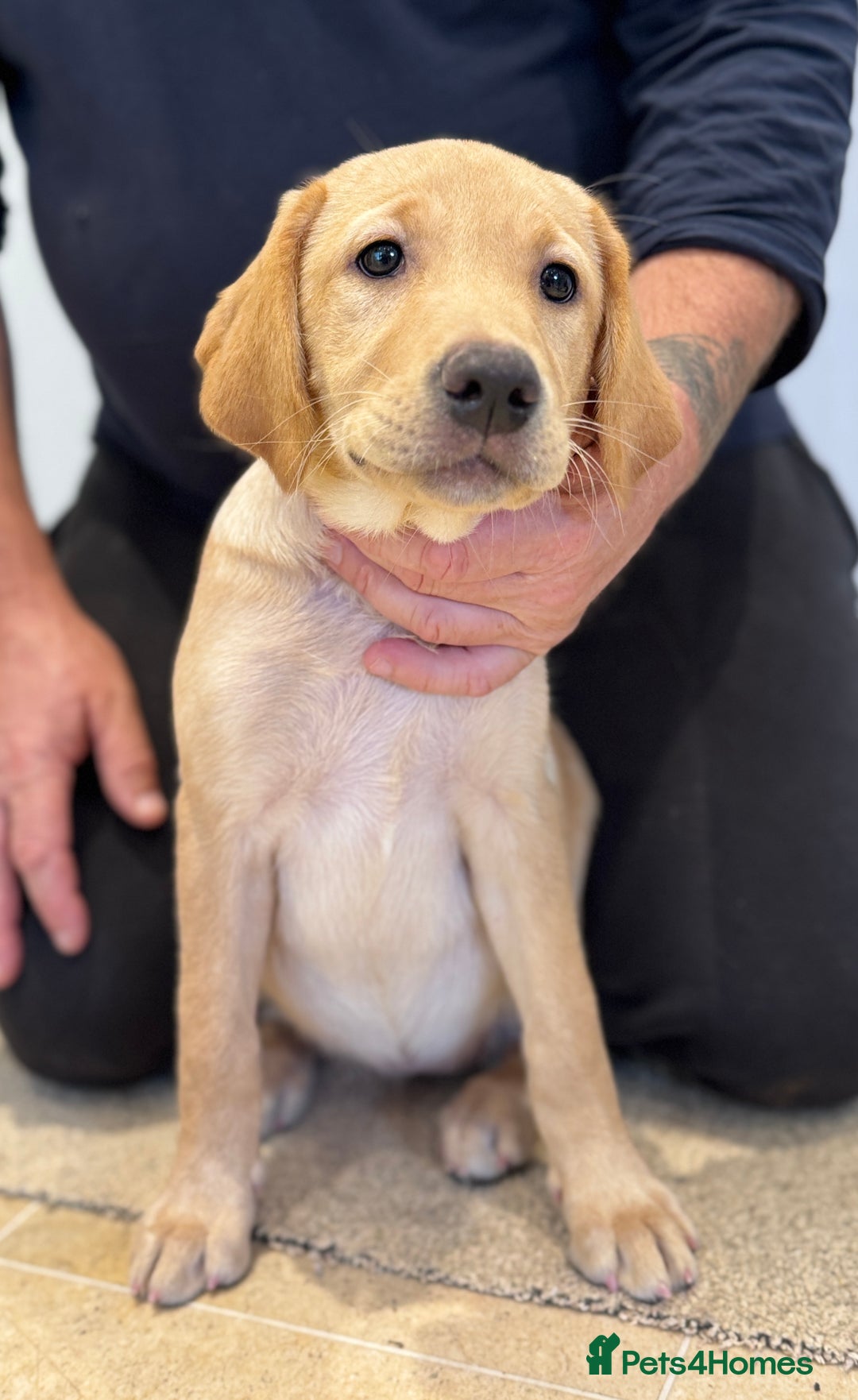 Labrador Retriever dogs for sale: 🩷Two Girls🩷 Fully Vaccinated-KC Labrador Puppies in Launceston - Image 3